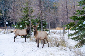 Wild elk roaming freely in Banff Skateboard Park Recreation Grounds in snowy winter. Banff National Park, Canadian Rockies.