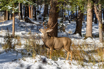 Wild mule deer eating weeds foraging in a snowy forest in winter.