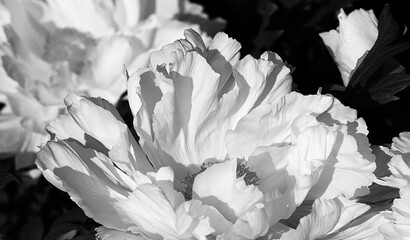 Tree-like peony, tree-shaped white peony in the garden, peony petals close-up at sunset, natural...