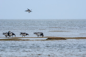 Barnacle Geese (Branta leucopsis) in Barents Sea coastal area, Russia