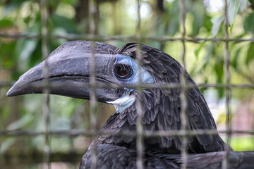 A hornbill sitting in a cage