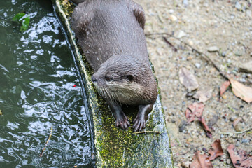 An otter lying on the edge of the pool.