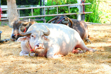 lying albino buffalo and other two behind on dry glass