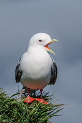 Red-legged Kittiwake (Rissa brevirostris) at colony in St. George Island, Pribilof Islands, Alaska, USA