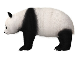 3d render of a cute panda © Andreas Meyer