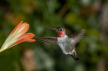 Anna's Hummingbird (Calypte anna) male in garden, Los Angeles, California, USA