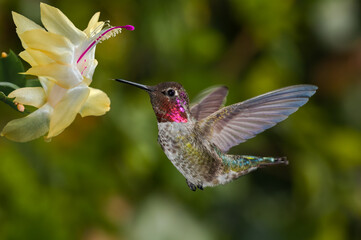 Fototapeta na wymiar Anna's Hummingbird (Calypte anna) male in garden, Los Angeles, California, USA