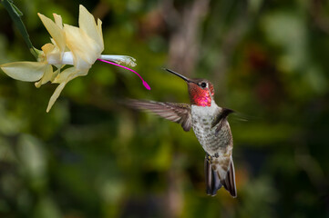 Anna's Hummingbird (Calypte anna) male in garden, Los Angeles, California, USA