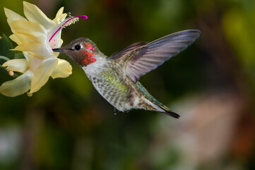 Anna's Hummingbird (Calypte anna) male in garden, Los Angeles, California, USA