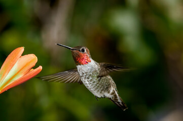 Anna's Hummingbird (Calypte anna) male in garden, Los Angeles, California, USA