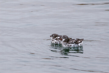 Least Auklets (Aethia pusilla) at sea near St. George Island, Pribilof Islands, Alaska, USA