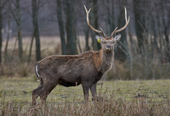 Fototapeta premium deer in the woods