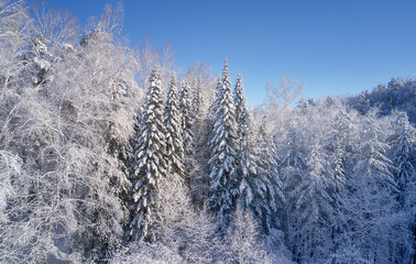 Aerial photo of forest under snow in winter season in Siberia.