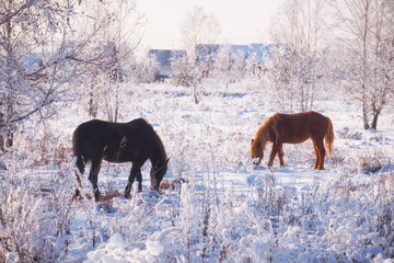 Horse grazing in the snow in winter.