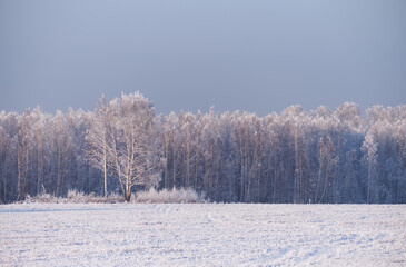 Frozen birch trees covered with hoarfrost and snow.