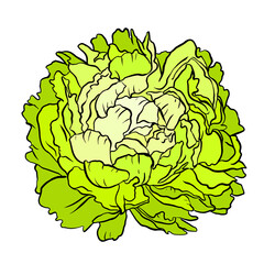 Green cabbage head on white background. Vector illustration