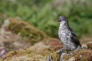 Least Auklet (Aethia pusilla) at colony in St. George Island, Pribilof Islands, Alaska, USA
