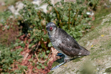 Least Auklet (Aethia pusilla) at colony in St. George Island, Pribilof Islands, Alaska, USA