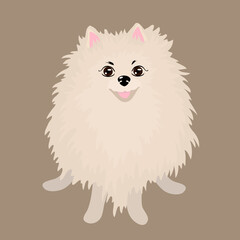 Pomeranian spitz. Small dog. Vector pet illustration.