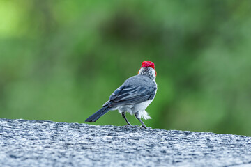 Red-crested Cardinal (Paroaria coronata) in park, Buenos Aires, Argentina
