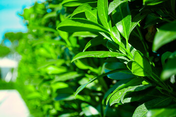 Fototapeta premium Bright green leaves. Spring plants and shrubs. Beautiful summer background.