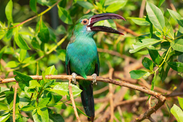 green toucan  in a contact zoo
