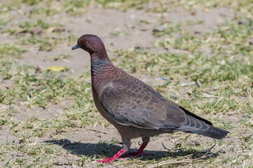 Picazuro Pigeon (Patagioenas picazuro) in park, Buenos Aires, Argentina