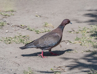 Picazuro Pigeon (Patagioenas picazuro) in park, Buenos Aires, Argentina
