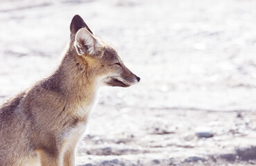 Fox in Patagonia