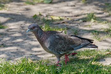 Picazuro Pigeon (Patagioenas picazuro) in park, Buenos Aires, Argentina