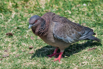 Picazuro Pigeon (Patagioenas picazuro) in park, Buenos Aires, Argentina
