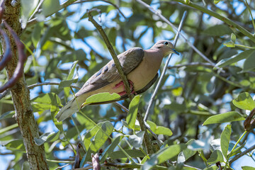 Eared Dove (Zenaida auriculata) in park, Buenos Aires, Argentina