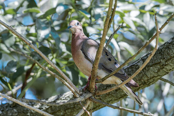 Eared Dove (Zenaida auriculata) in park, Buenos Aires, Argentina