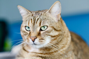 Female brown tabby cat laying on top of cat tower.