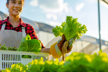 farmer ware agricultural gloves keep vegetable at hydroponic farm and observing growth vegetable...