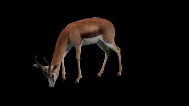 Animation of a brown springbok eating grass with Alpha, used in nature scene composition