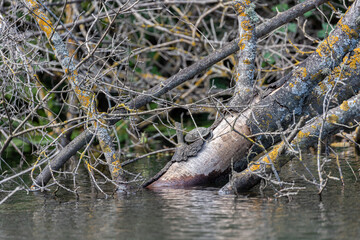 Naklejka na ściany i meble Turtle on old dry tree in the river