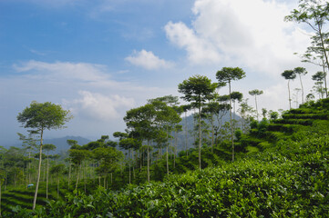 Fototapeta premium A view from tea garden Nglinggo, Kulonprogo, Yogyakarta