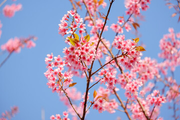 Pink cheery blossom flower blooming in tree background
