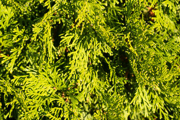 Thuja branches close-up. Natural background