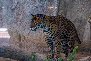 Leopard standing on the tree with a rock background