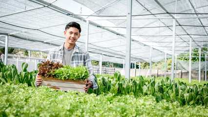 Farmer man harvests a vegetable organic salad, lettuce from a hydroponic farm