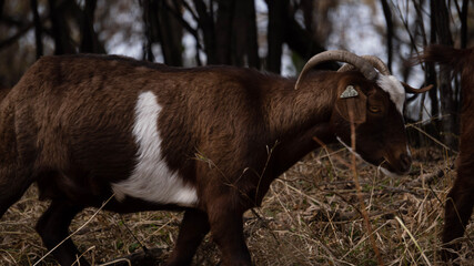 goat in the woods