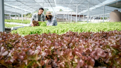 salad, Farmer harvesting vegetable organic lettuce from hydroponic farm for customers