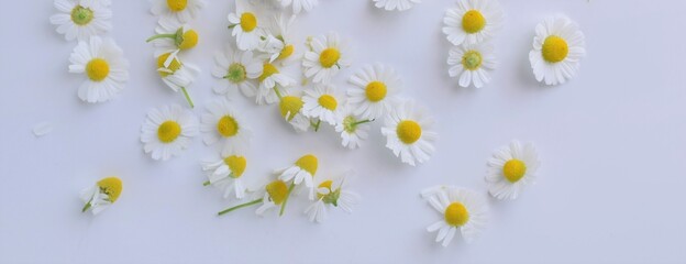 カモミールの花びら、白背景、背景素材、ナチュラル、ヘッダー素材