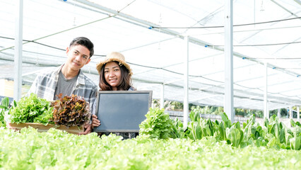 Farmer harvesting vegetable organic salad, lettuce from hydroponic farm for customers