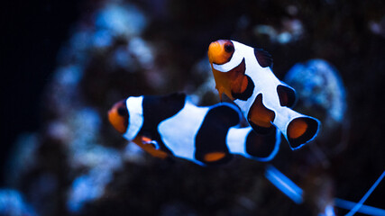 clownfish in aquarium