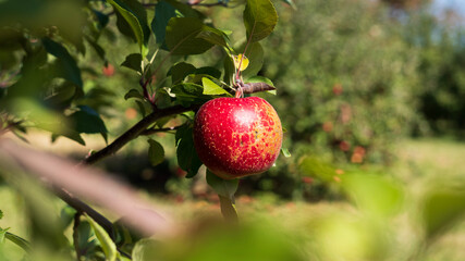 red apple on a tree