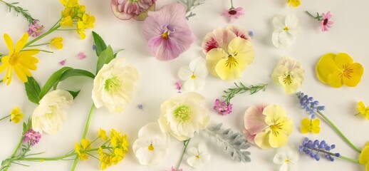 カラフルな黄色い花 春の花の花びら 背景素材 白背景 Wall Mural Yurisyan