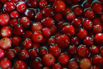 Red berries of sour healthy cranberries. Used in medicine. Selective focus.